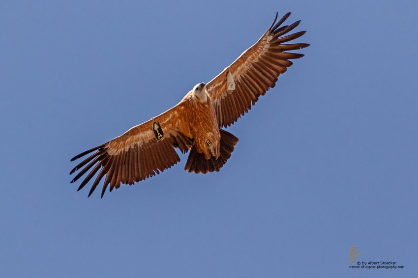 Cyprus Griffon Vulture