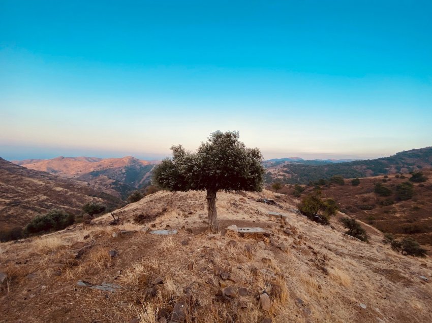 CAROB TREE – THE BLACK GOLD OF CYPRUS 