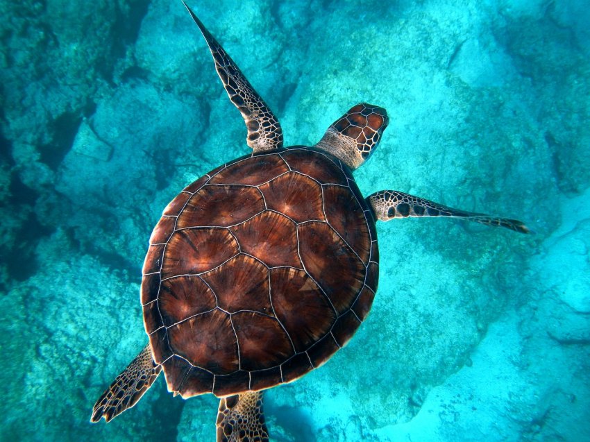 Saving Turtles from Fishermen's nets 